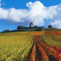 vinhedos Champagne
