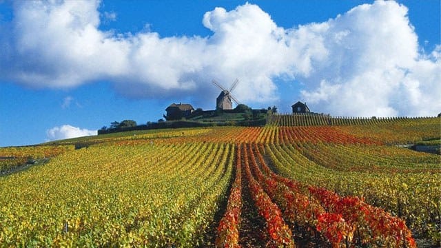 vinhedos Champagne
